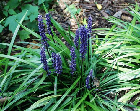 Liriope Muscari Big Blue I 10cmT Lilientraube Stauden Stauden