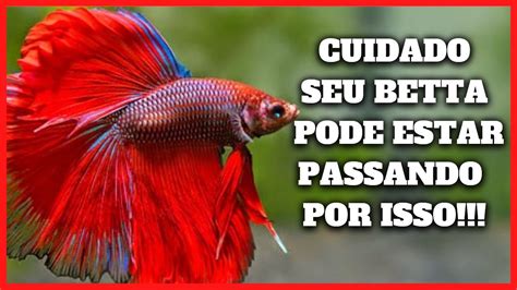 Descobrir Imagem Porque O Peixe Betta Fica Deitado No Fundo Do