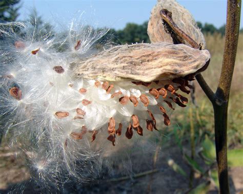 Common milkweed – Asclepias syriaca - Plant & Pest Diagnostics