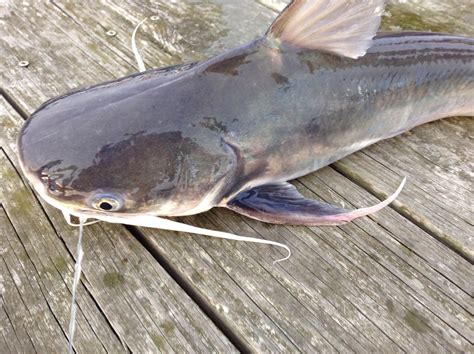 Gafftopsail Catfish