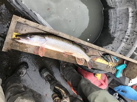 DWR biologists ask Utahns to target these fish at three of the state's