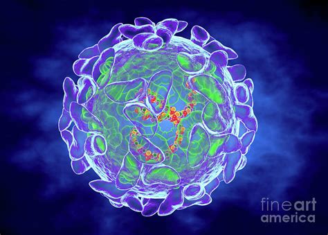 Sindbis Virus Photograph By Roger Harrisscience Photo Library