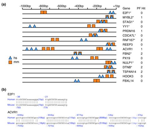 Functionally conserved E2F1 binding sites in human and mouse genes. (a ... 