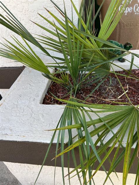 Sabal Palmetto In Zone B Cold Hardy Palms Palmtalk