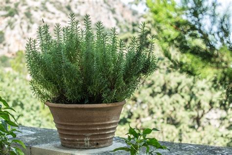 Come Coltivare Il Rosmarino In Casa Non Sprecare Plants Garden