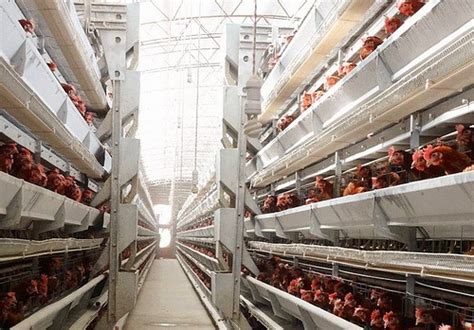 High-Quality Poultry Farm Equipment for Optimal Chicken Growth