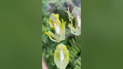 See Through Frogs You Can See Their Hearts Beating Glass Frogs Hyalinobatrachium