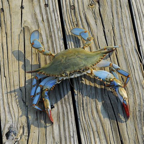 Blue crab near me - silopesphere