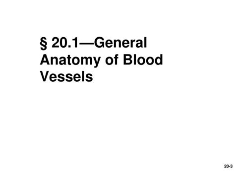 Ppt Chapter 20 Blood Vessels And Circulation Powerpoint Presentation