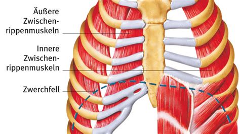 Atemhilfsmuskulatur Aus Dem Gesundheitslexikon Gesundheit Medizin