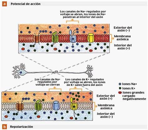 Potencial de membrana y potencial de acción Fisiología humana página 2