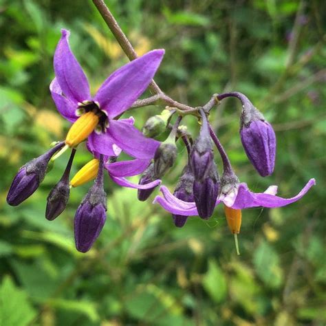 Bittersweet nightshade | Wild flowers, Nature photos, Plants