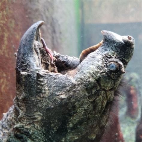 Sarah Perfeita Free Mom Hd Porn Video Eb Xhamster