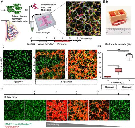 Celltracker Green Cmfda Dye Thermo Fisher Bioz