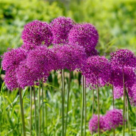 Garden State Bulb Cm Allium Purple Sensation Flower Bulbs Bag Of