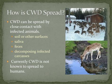 PPT - Chronic Wasting Disease (CWD) PowerPoint Presentation, free ...