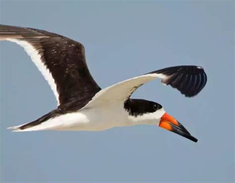 Top Birds With Amazing Beaks The Mysterious World