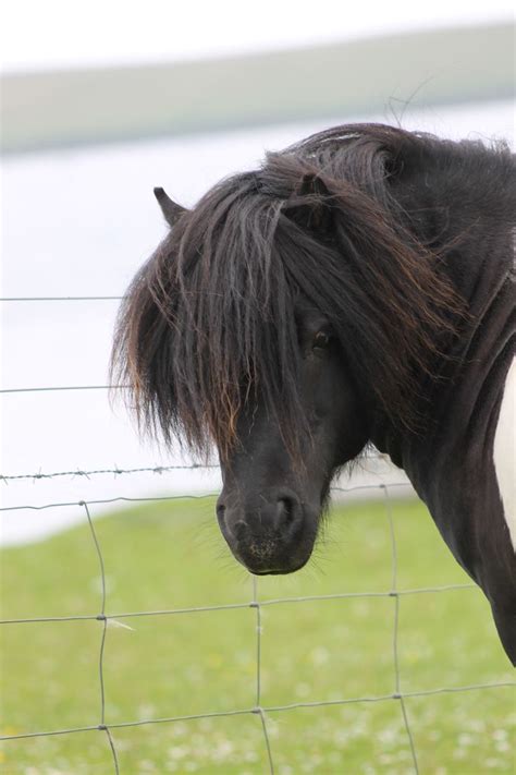 Shetland pony stallion | Shetland pony, Beautiful horses, Pony horse