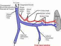 26 Portal vein thrombosis ideas | vein thrombosis, thrombosis, veins