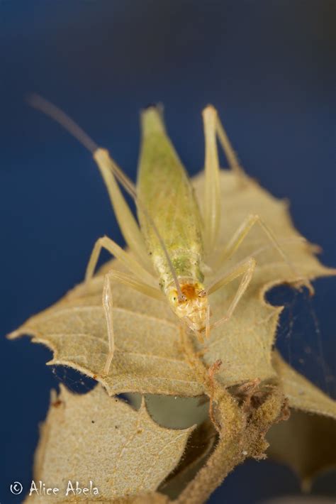 Snowy Tree Cricket Oecanthus Fultoni Female Idyllwild  Flickr