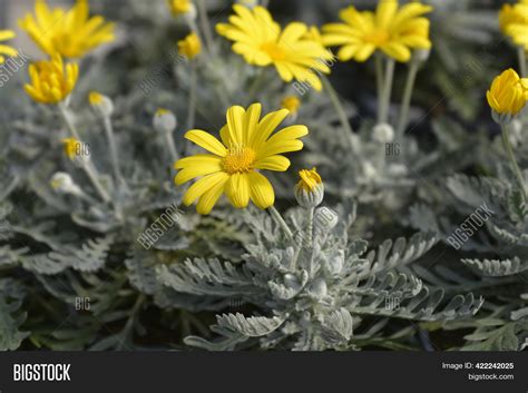 Gray Leaf Eurypos Image And Photo Free Trial Bigstock