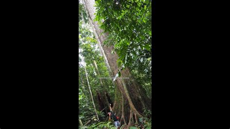 Tallest Tropical Tree In Tawau Hills Park Sabah Malaysia Borneo Nature