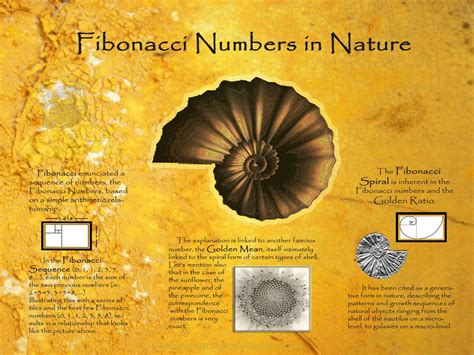 Fibonacci Sequence In Nature