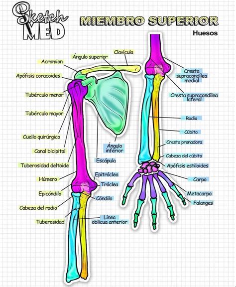 Ivc Vascular 1 Flashcards Artofit