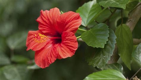 How To Grow And Care For Hibiscus New York Garden