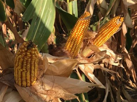 Early Season Rains Take Toll On Minnesota Crops Brownfield Ag News