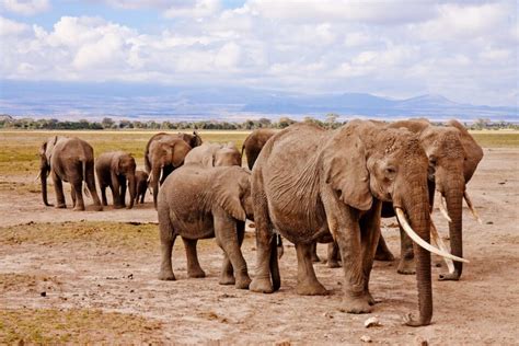 Meet the Largest Elephant Ever Recorded