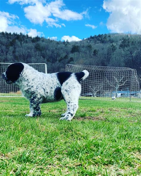 Central Asian Shepard Dogs | Alabai82usa