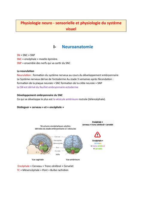 Neuroanatomie Du Snc Neurophysiologie Physiologie Neuro