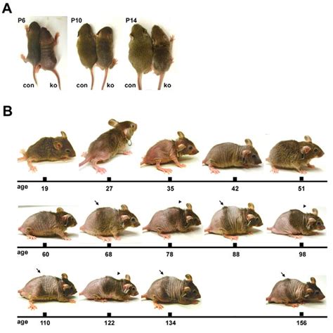 Cyclic Alopecia In Mice With A Keratinocyte Restricted Deletion Of The