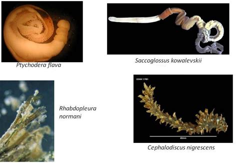 Examples Of Hemichordata