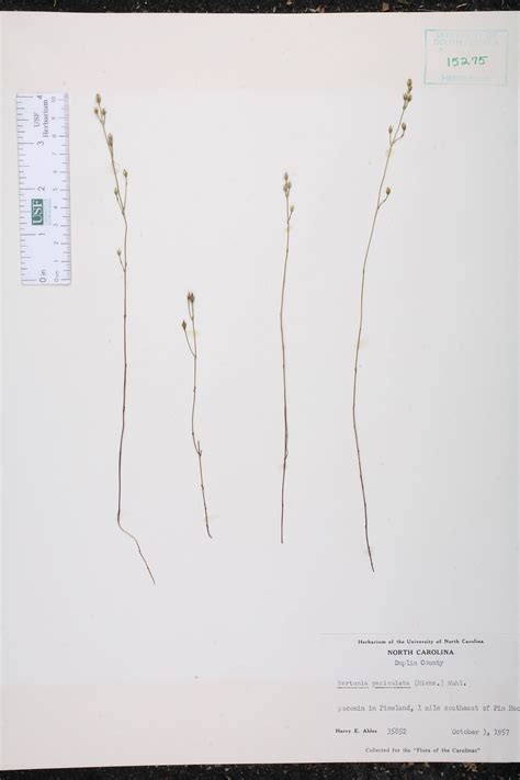 Bartonia paniculata - Species Page - ISB: Atlas of Florida Plants