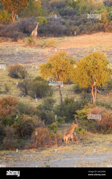 Aerial View Of Southern Giraffe Giraffa Giraffa Seen From A Hot Air Balloon Ride Bushman