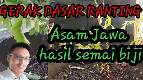 Bonsai Asam Jawa Proses Gerak Dasar Asam Jawa Hasil Semai Biji YouTube