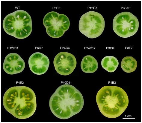 Frontiers Identification Of Two New Mechanisms That Regulate Fruit