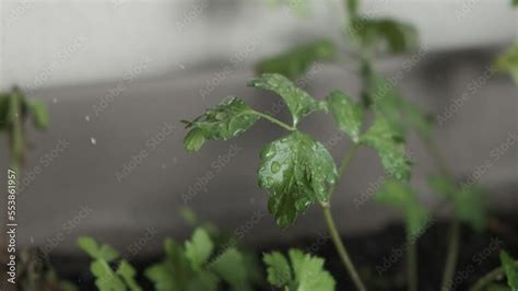 4k vídeo Slow motion de persona regando planta de perejil en una