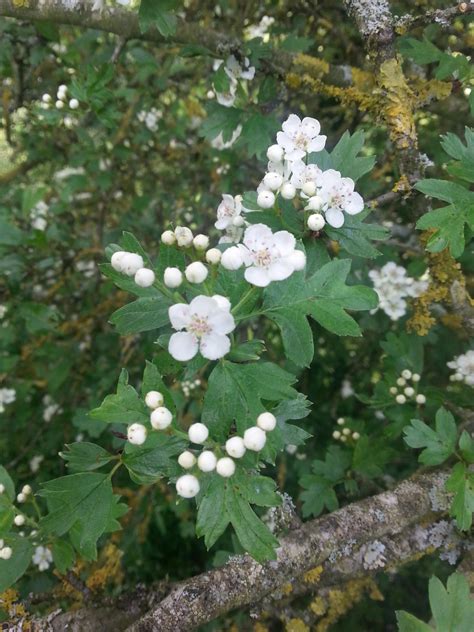 Alcoolature Aub Pine Bio Crataegus Monogyna Vertus Sauvages