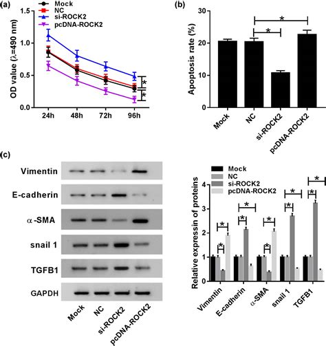 Mir 30c 5prock2 Axis Regulates Cell Proliferation Apoptosis And Emt