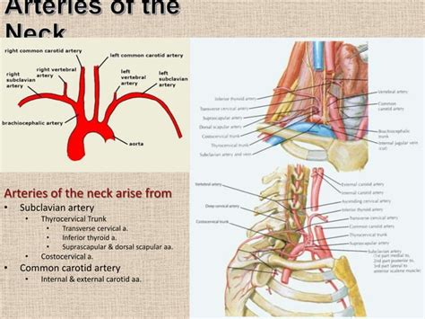 Neurovascular Topography Of The Face And Neck