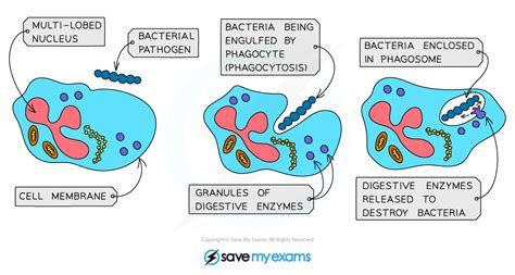 Defence Against Disease Gidemy Class Notes