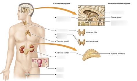 Endocrine System Labeling Diagram | Quizlet