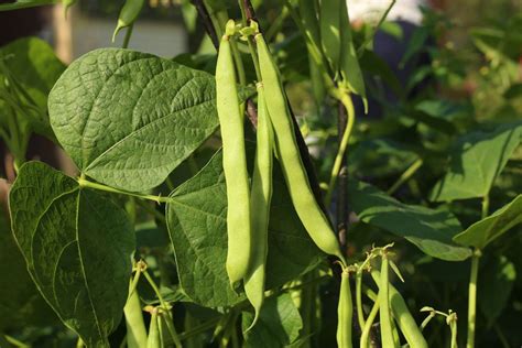 Buschbohnen Pflanzen Pflegen Ernten So Gehts