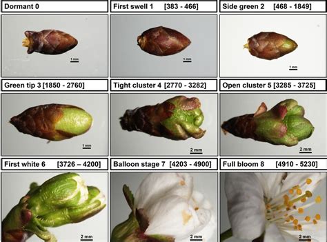 Phenology Stages 08 Of ‘montmorency Sour Cherry Floral Buds Gdh