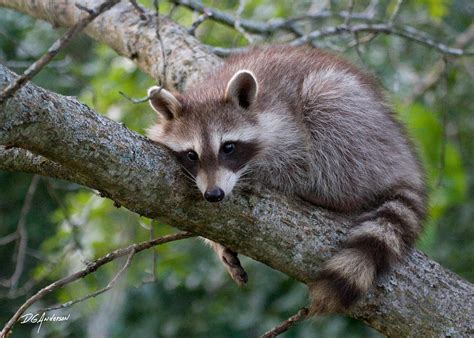 Baby Raccoon by DGAnder on DeviantArt