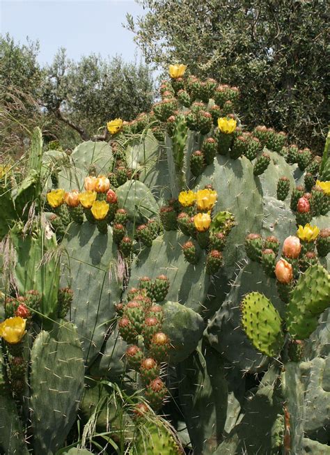 Prickly Pear Cactus Pad The Tortoise Club