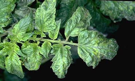 How To Identify Treat And Prevent Common Tomato Diseases The